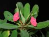Euphorbia milii var. splendens 3.JPG